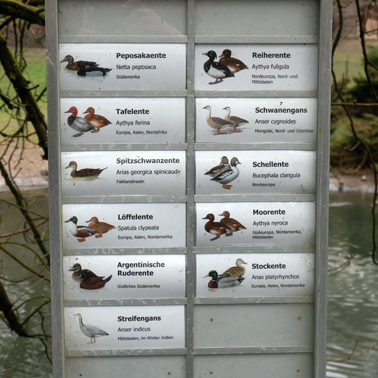 Wassergeflügel-Ausschilderung am 12. März 2024 am Kleinen Teich für Wassergeflügel im Grünen Zoo Wuppertal