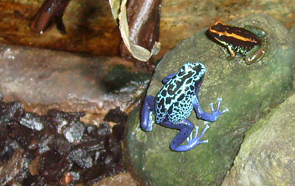 Blauer Pfeilgiftfrosch und Gestreifter Blattsteiger im Wuppertaler Zoo im Januar 2009