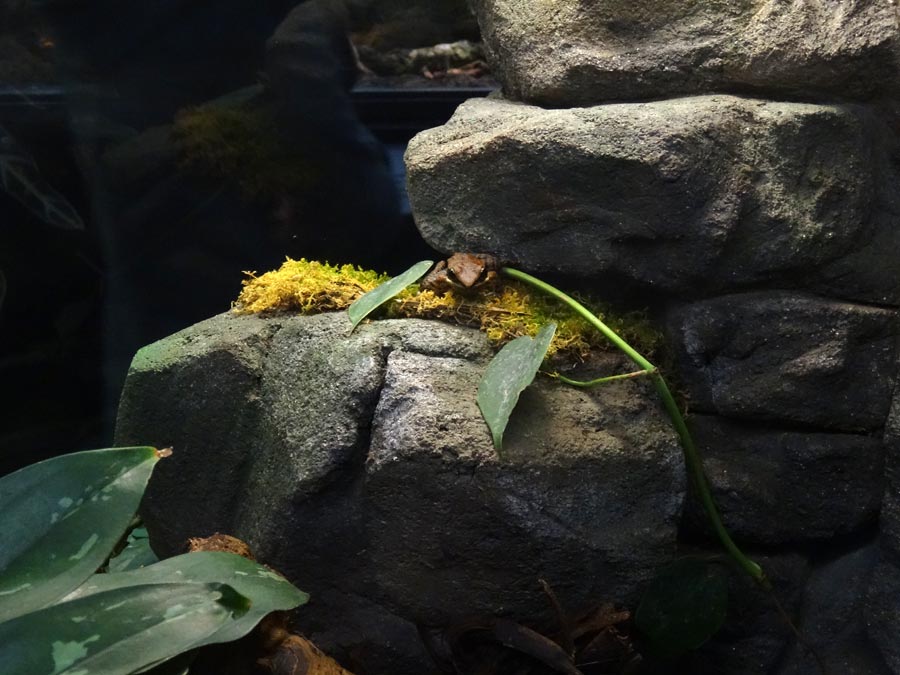 Siamesischer Braunfrosch im Zoologischen Garten Wuppertal im Februar 2016
