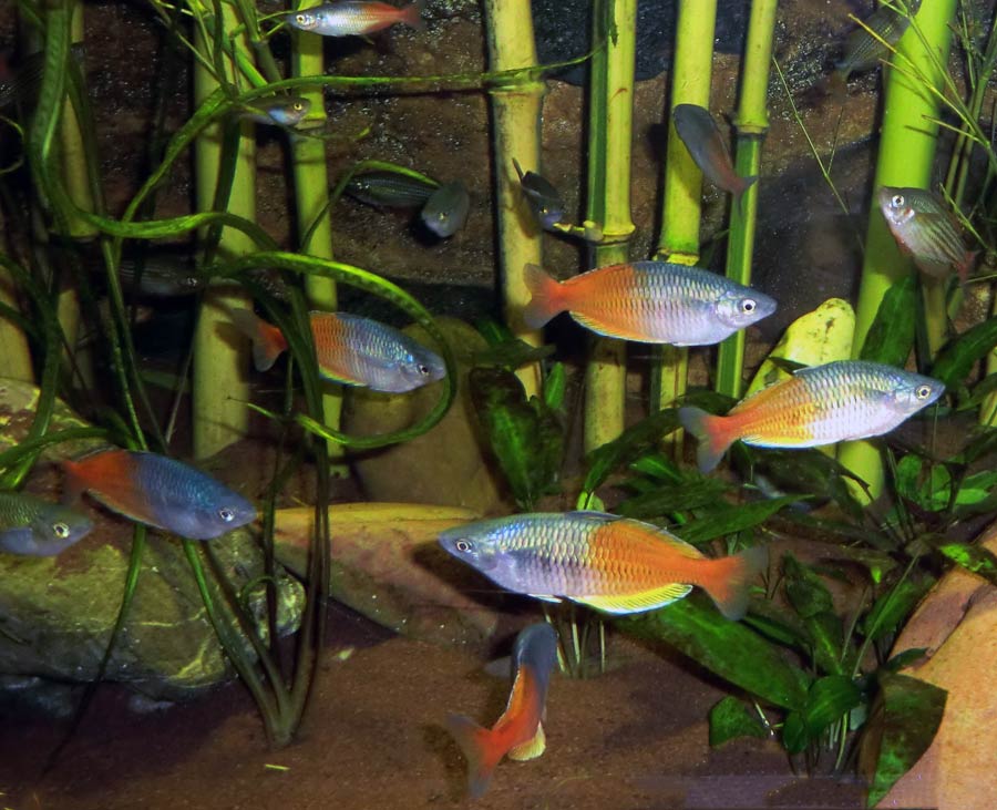 Boesemans Regenbogenfische im Zoologischen Garten Wuppertal im August 2014