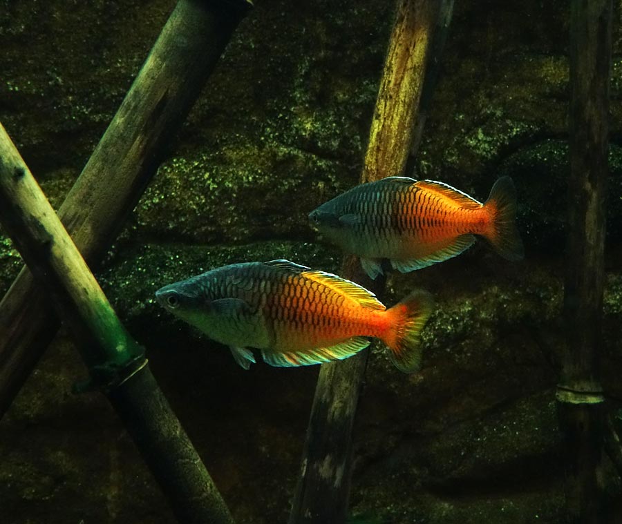 Boesemans Regenbogenfische im Zoologischen Garten Wuppertal im März 2015