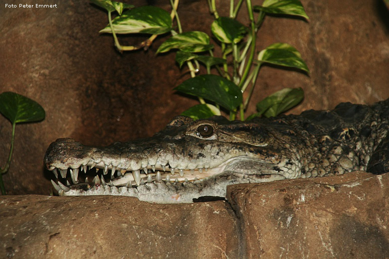 Neuguinea-Krokodil im Zoologischen Garten Wuppertal im August 2005 (Foto Peter Emmert)