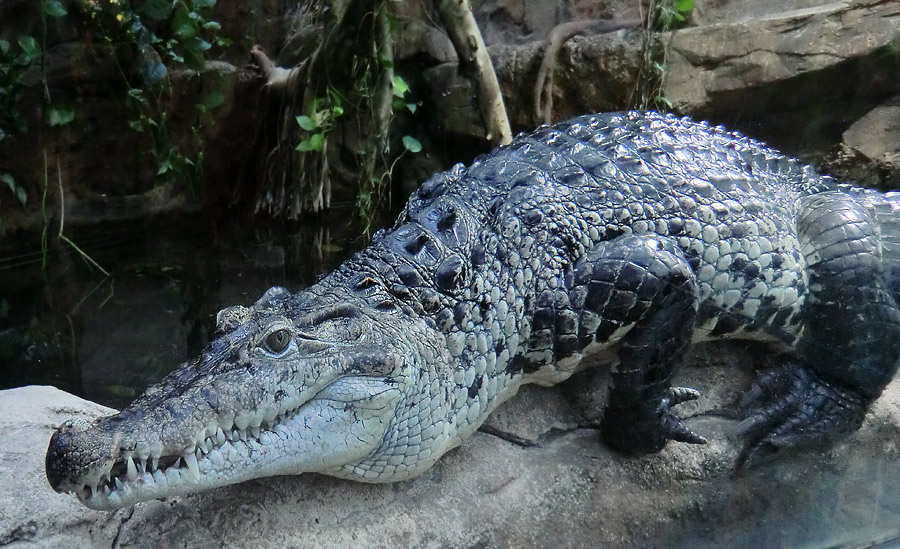 Neuguinea-Krokodile im Zoo Wuppertal im Dezember 2012