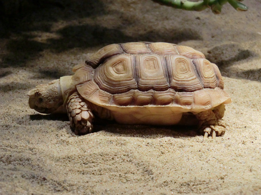 Areolen-Flachschildkröte im Zoologischen Garten Wuppertal im Februar 2012