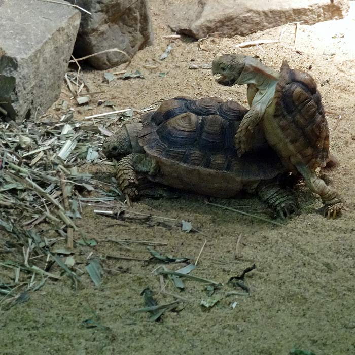 Areolen-Flachschildkröten im Wuppertaler Zoo im Mai 2015