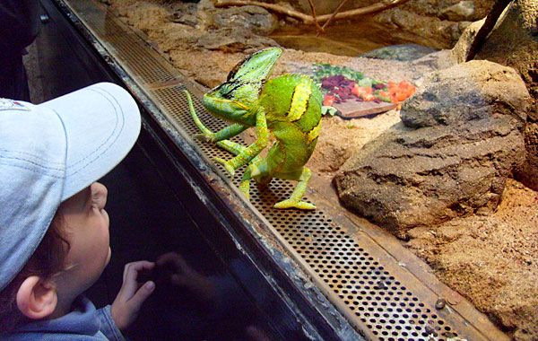 Jemen-Chamäleon im Zoo Wuppertal im Mai 2008