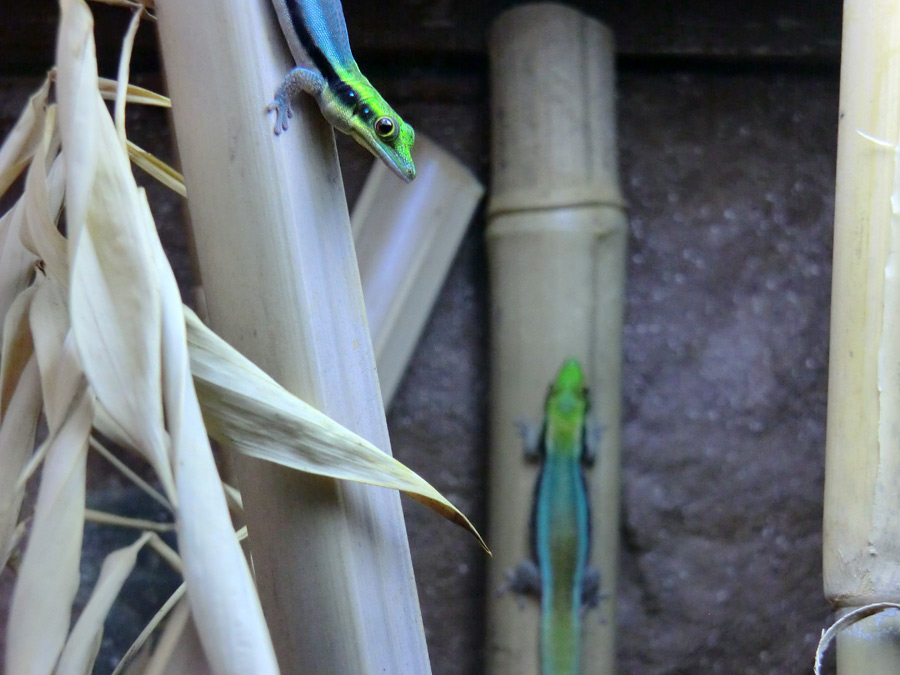 Blaue Bambusphelsumen im Zoo Wuppertal im Februar 2014
