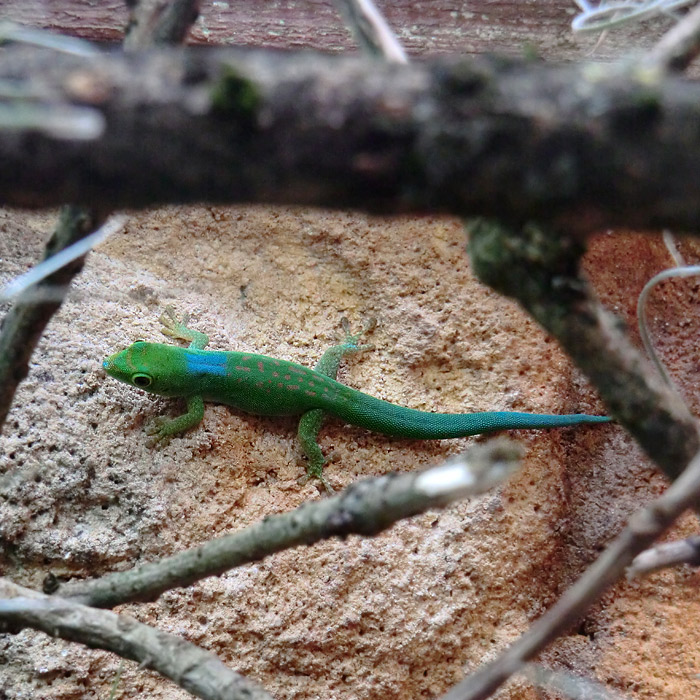 Pasteurs Taggecko im Wuppertaler Zoo im  August 2013