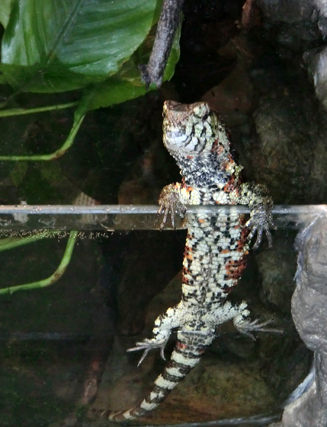 Krokodilhöckerechse im Wuppertaler Zoo im Dezember 2012
