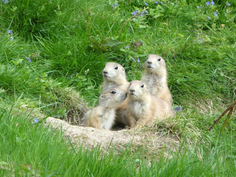 Vier Schwarzschwanz-Präriehund-Jungtiere am 9. Mai 2018 im Zoo Wuppertal