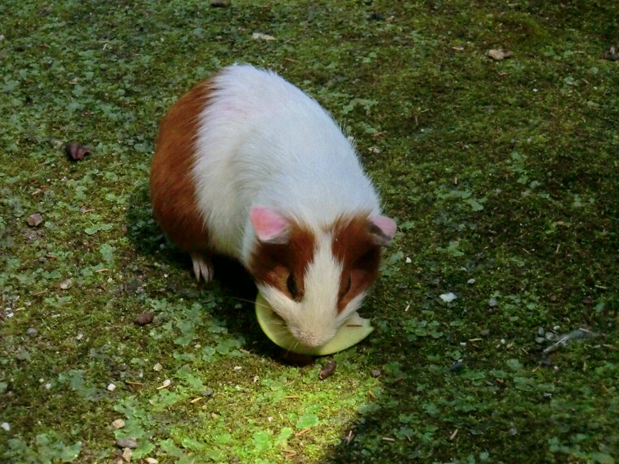 Hausmeerschweinchen im Wuppertaler Zoo im Juli 2012
