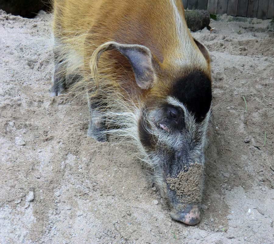 Pinselohrschwein im Wuppertaler Zoo im Juni 2014