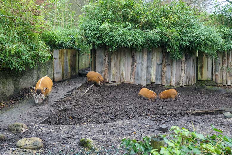 Pinselohrschwein-Eber EBERHART und Pinselohrschwein-Sau SISSI mit den zwei jungen männlichen Pinselohrschweinen am 13. Dezember 2021 auf der Außenanlage im Zoo Wuppertal