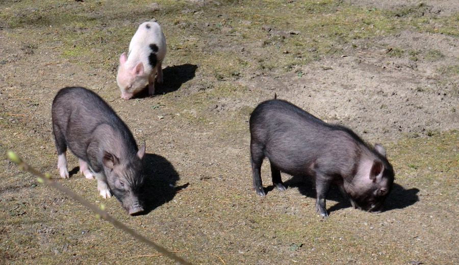 Mini-Schweine im Zoo Wuppertal im April 2013
