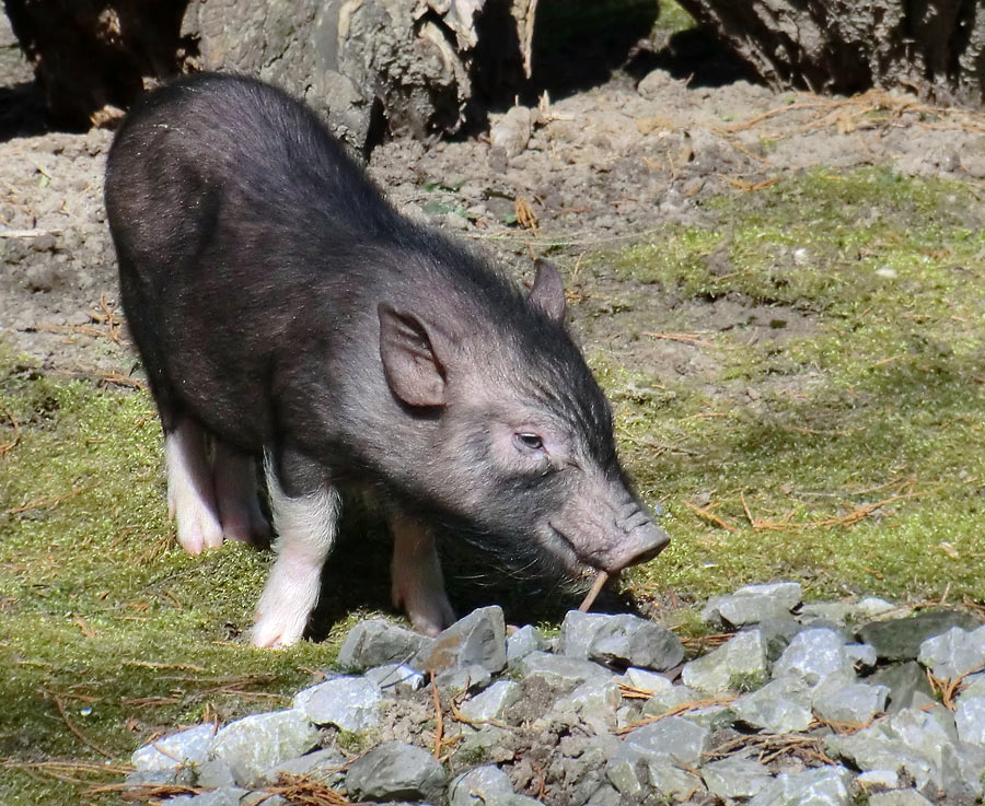 Mini-Schwein im Zoo Wuppertal im April 2013