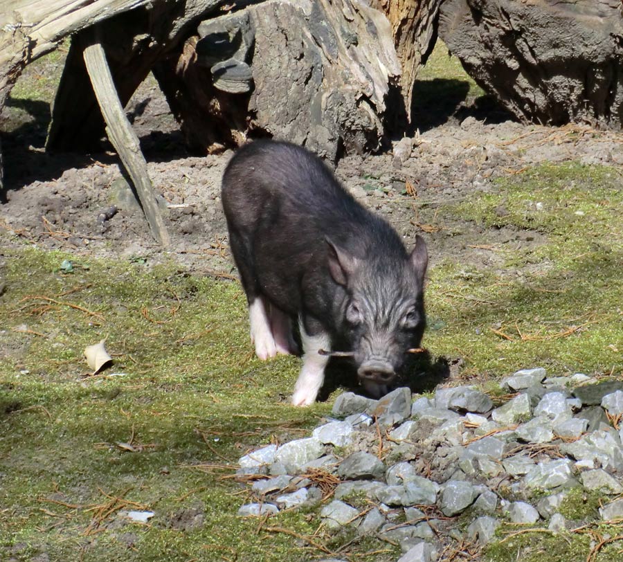 Mini-Schwein im Zoologischen Garten Wuppertal im April 2013