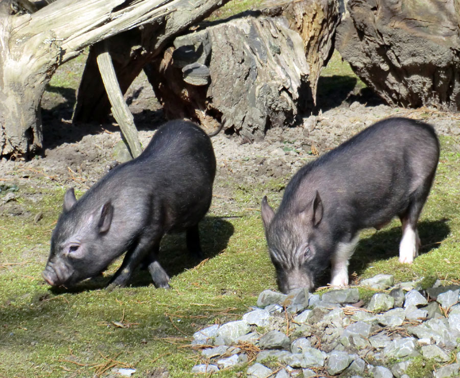 Mini-Schweine im Wuppertaler Zoo im April 2013
