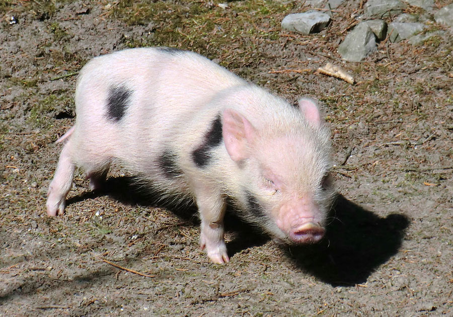 Mini-Schwein im Wuppertaler Zoo im April 2013