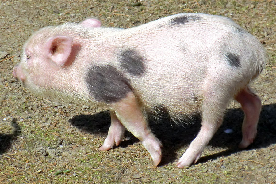 Mini-Schwein im Zoo Wuppertal im April 2013