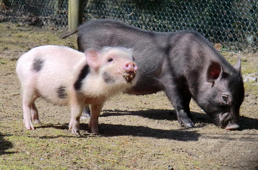Mini-Schweine im Zoologischen Garten Wuppertal im April 2013