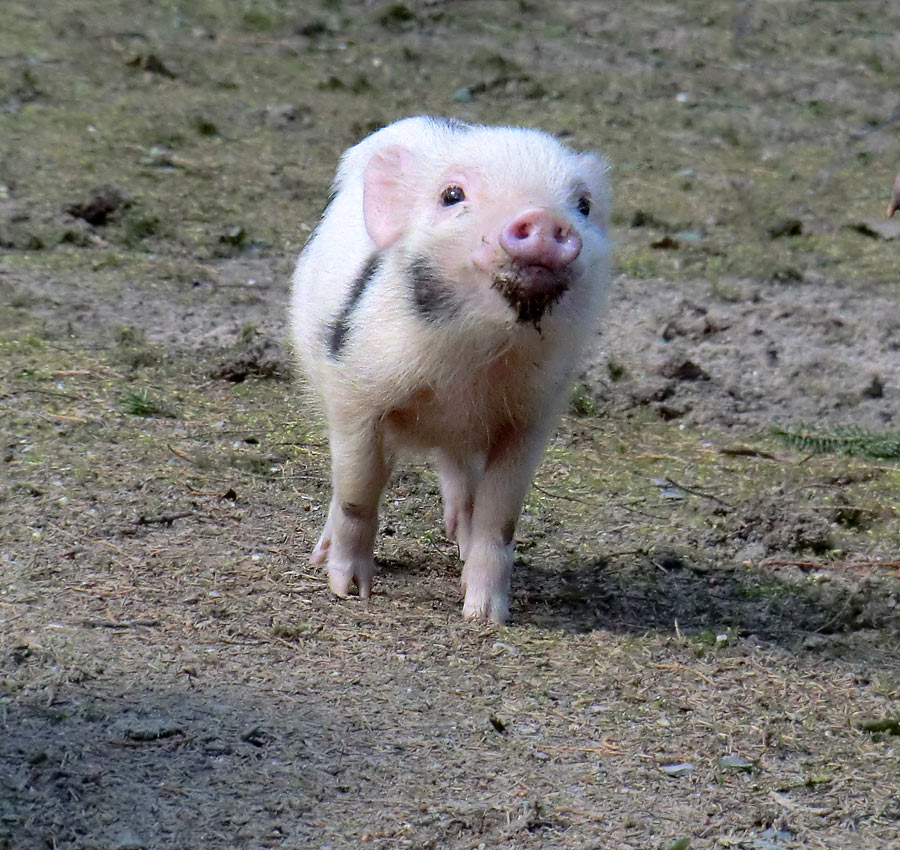 Mini-Schwein im Zoologischen Garten Wuppertal im April 2013