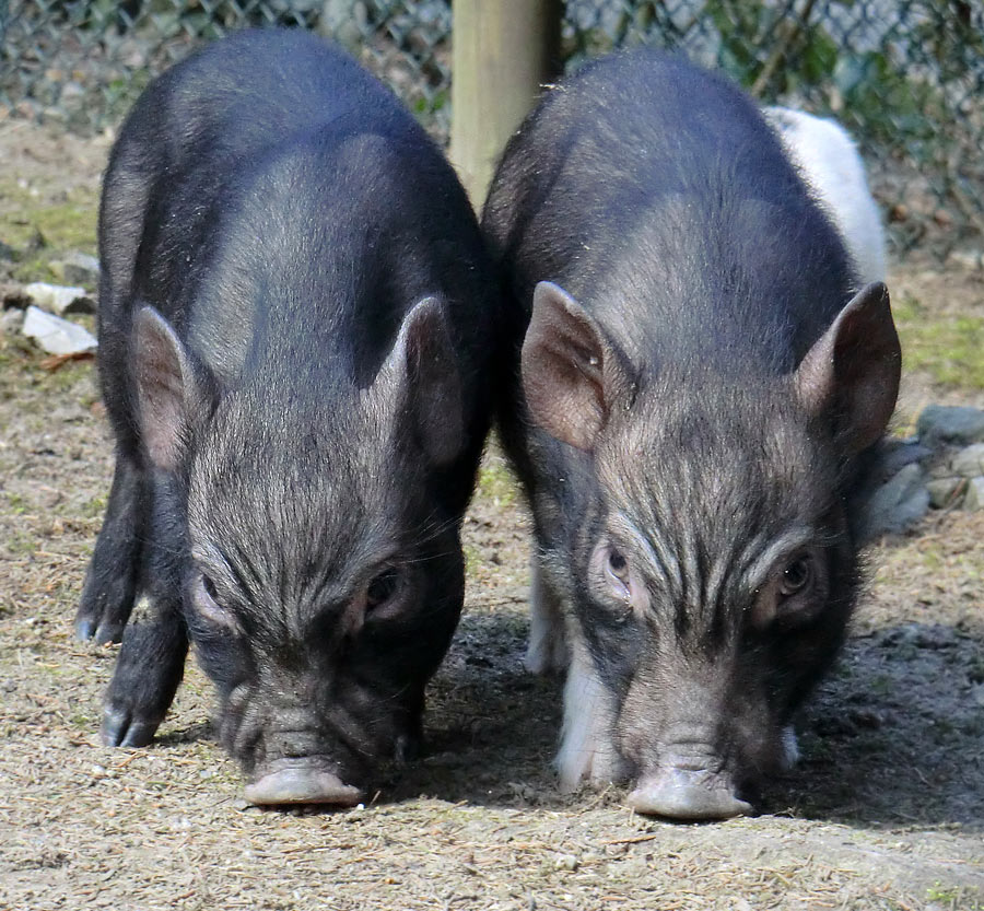 Mini-Schweine im Wuppertaler Zoo im April 2013