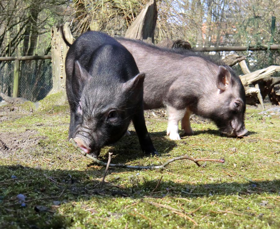 Mini-Schweine im Zoo Wuppertal im April 2013