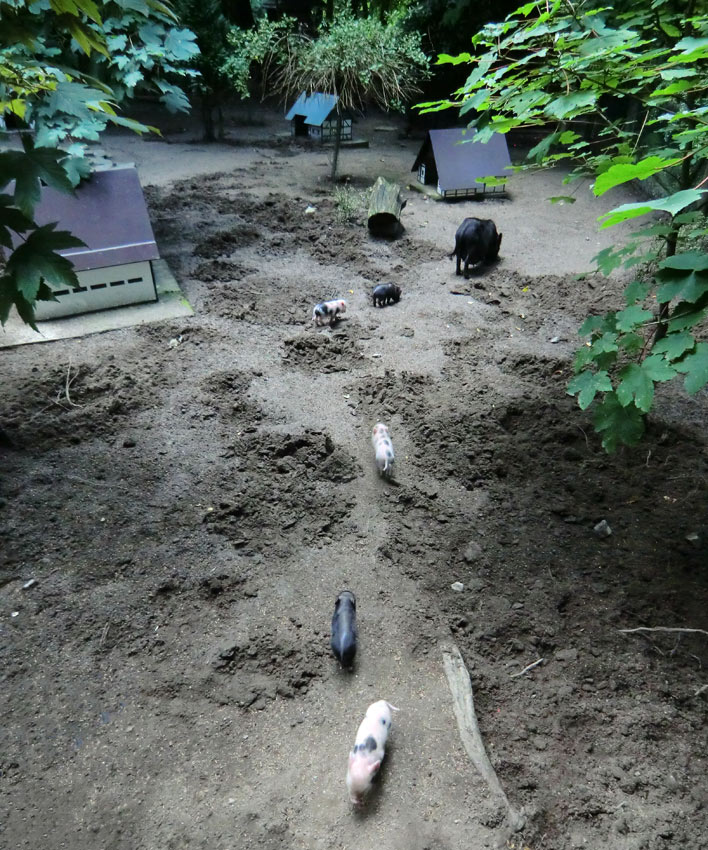 Mini-Schwein Ferkel im Zoo Wuppertal im August 2014