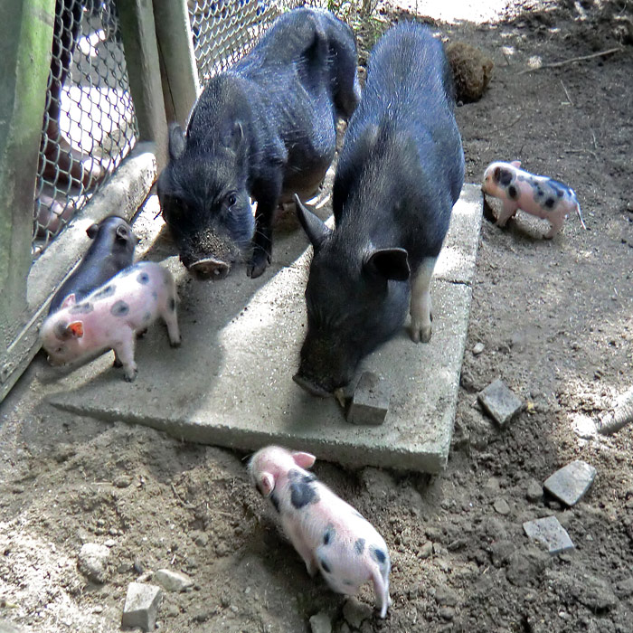 Mini-Schweine im Wuppertaler Zoo im August 2014