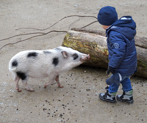 Mini-Schwein SMARTIE am 26. Februar 2016 im JuniorZoo im Zoo Wuppertal