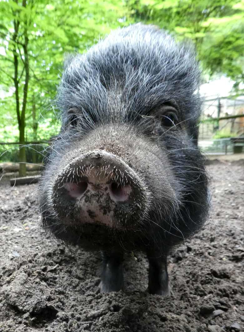 Mini-Schwein am 3. Juni 2018 auf der Außenanlage im Wuppertaler Zoo