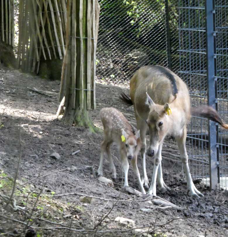 Das am 19. Mai 2018 geborene Milu-Jungtier am 26. Mai 2018 mit seiner Milu-Mutter im Miluwald im Zoologischen Garten Wuppertal