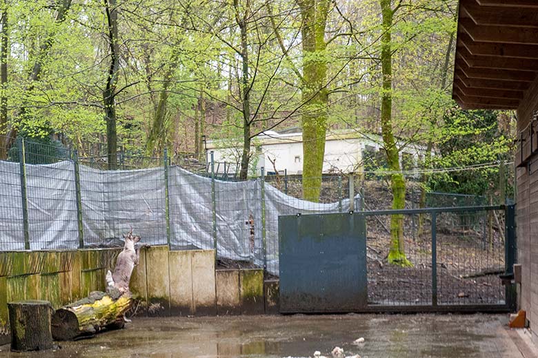 Weibliches Europäisches Waldrentier ORVOKKI am 3. April 2024 im Vorgehege im Wuppertaler Zoo