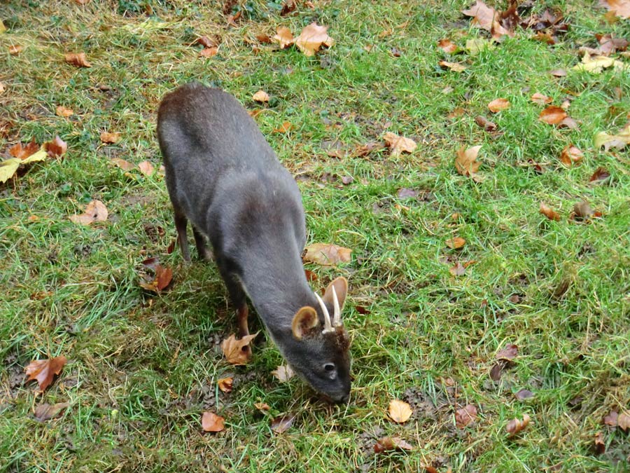 Südlicher Pudu im Zoologischen Garten Wuppertal im November 2012