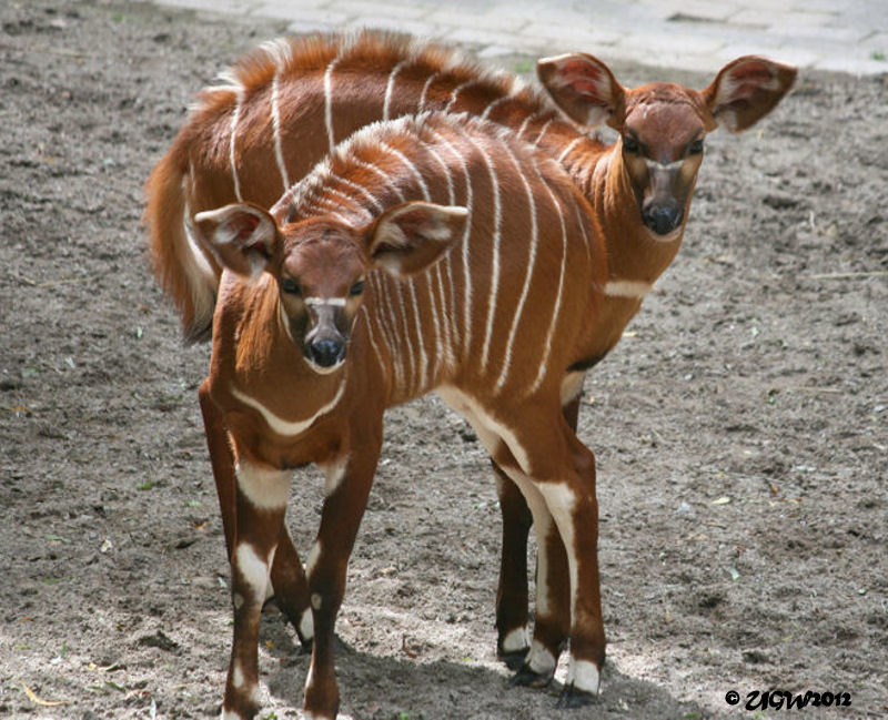 Bongo Jungtiere im Zoologischen Garten Wuppertal am 28. Juni 2012 (Foto UGW)
