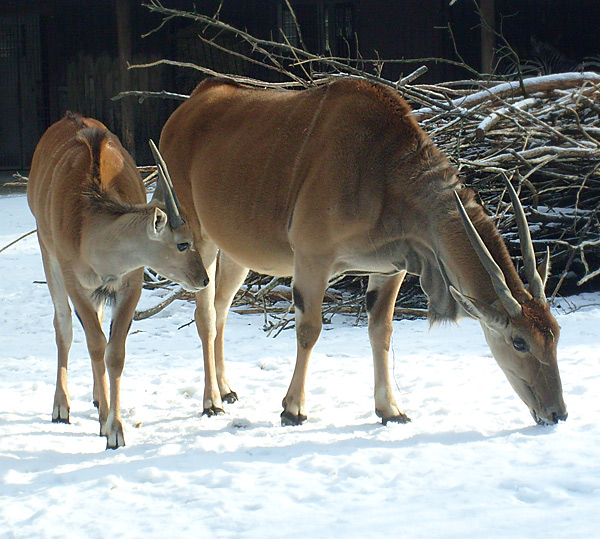 Elenantilopen im Wuppertaler Zoo im Februar 2009