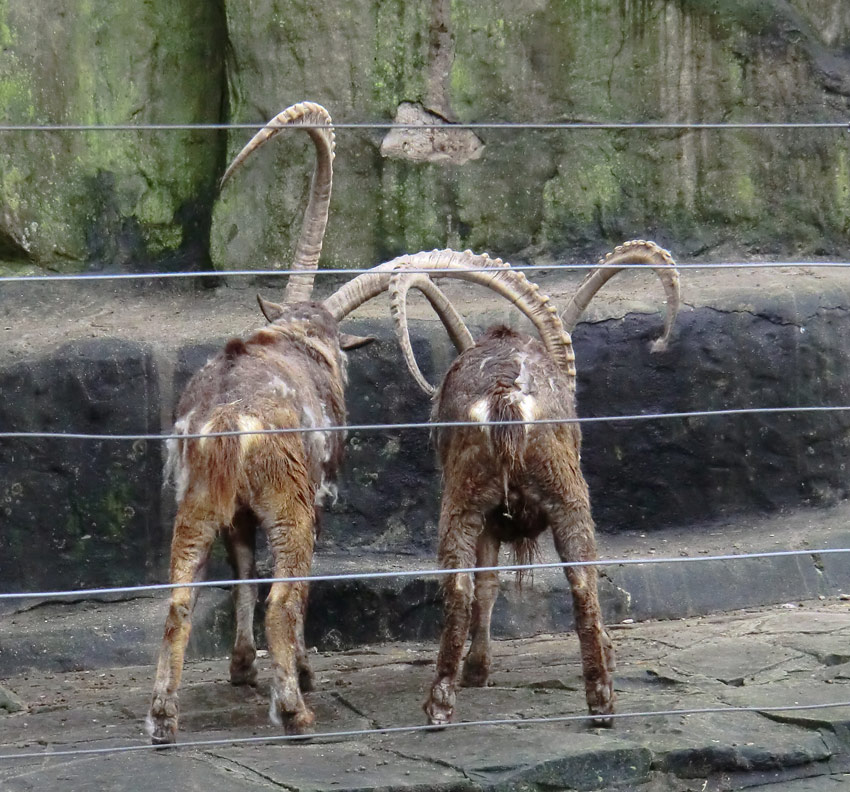 Sibirischer Steinbock im Wuppertaler Zoo im Februar 2012