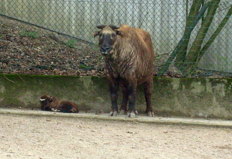 Mishmi-Takin mit Jungtier im Zoo Wuppertal am 10. April 2010