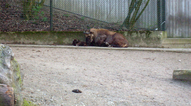Mishmi-Takin mit Jungtier im Wuppertaler Zoo am 10. April 2010