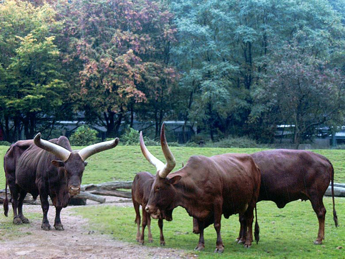 Watussirinder im Wuppertaler Zoo im Oktober 2002