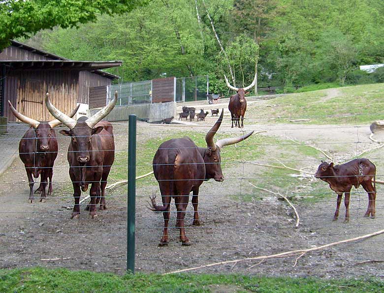 Watussirind im Zoologischen Garten Wuppertal im Mai 2008