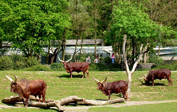 Watussirinder im Wuppertaler Zoo im Mai 2008