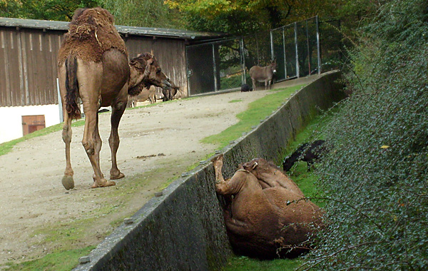 Dromedar im Wuppertaler Zoo im Oktober 2008