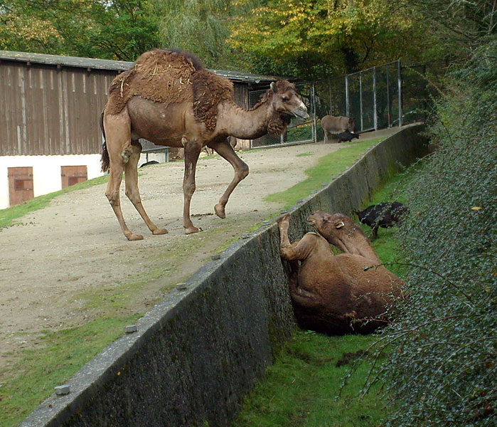 Dromedare im Wuppertaler Zoo im Oktober 2008