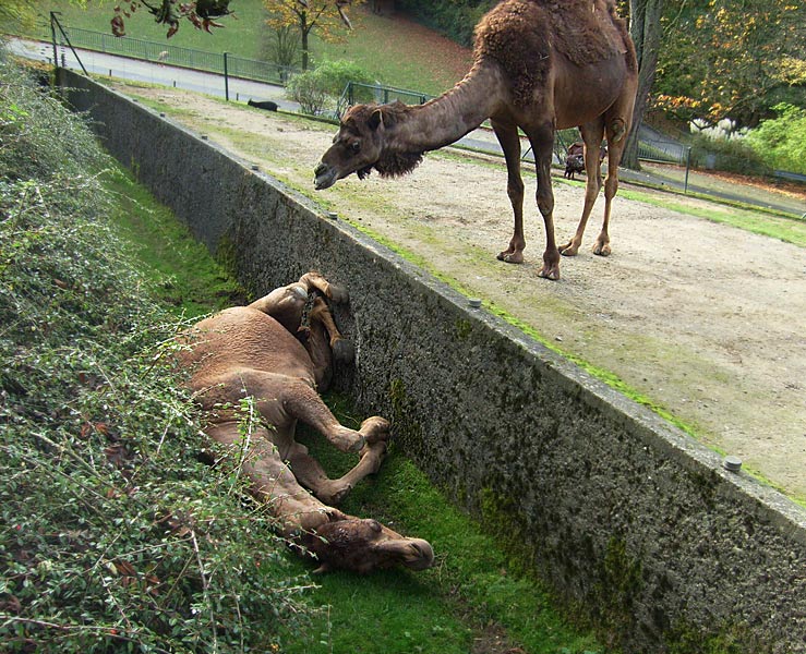 Dromedar im Zoo Wuppertal im Oktober 2008