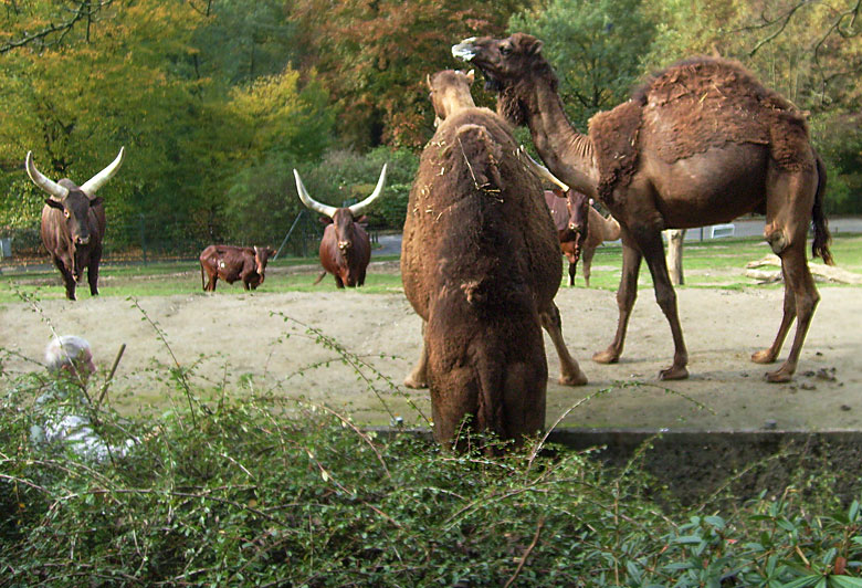 Dromedar im Zoo Wuppertal im Oktober 2008