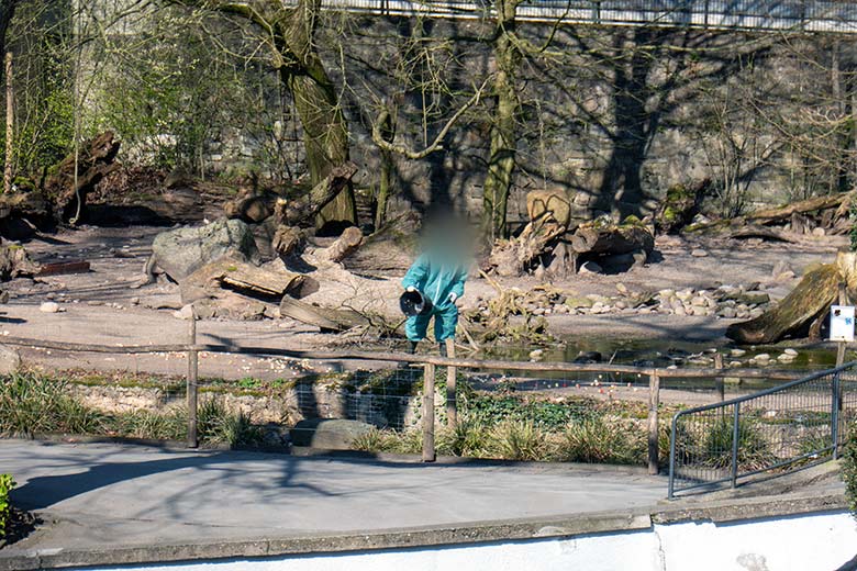 Eine Person des Tierpflege-Teams im Einmal-Quarantäne-Schutzanzug am 8. März 2024 auf der Außenanlage der Halsbandpekaris am Südamerika-Haus im Grünen Zoo Wuppertal
