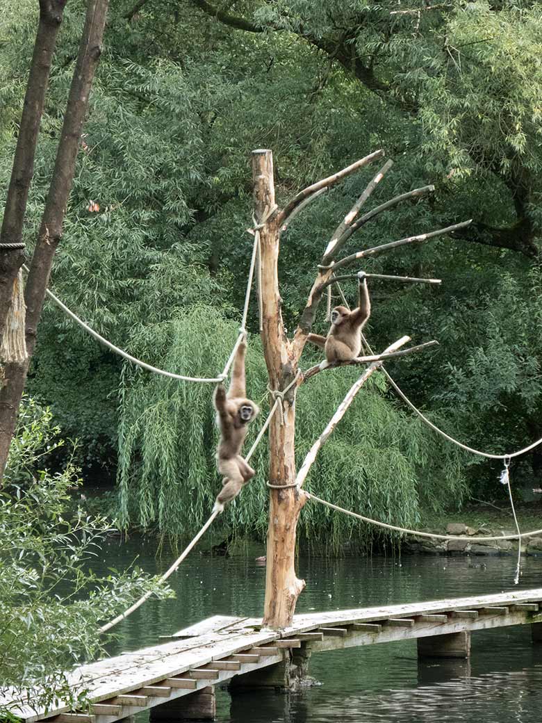 Weißhandgibbon-Weibchen MINNA auf dem Seil und Weißhandgibbon-Männchen JUNIOR auf dem Baum am 27. August 2018 auf der Außenanlage am Großen Teich im Zoologischen Garten Wuppertal