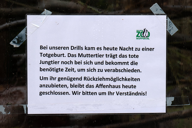 Aushang zu einer Totgeburt bei den Drills am 13. Dezember 2023 an der Drill-Außenanlage am Affen-Haus im Grünen Zoo Wuppertal