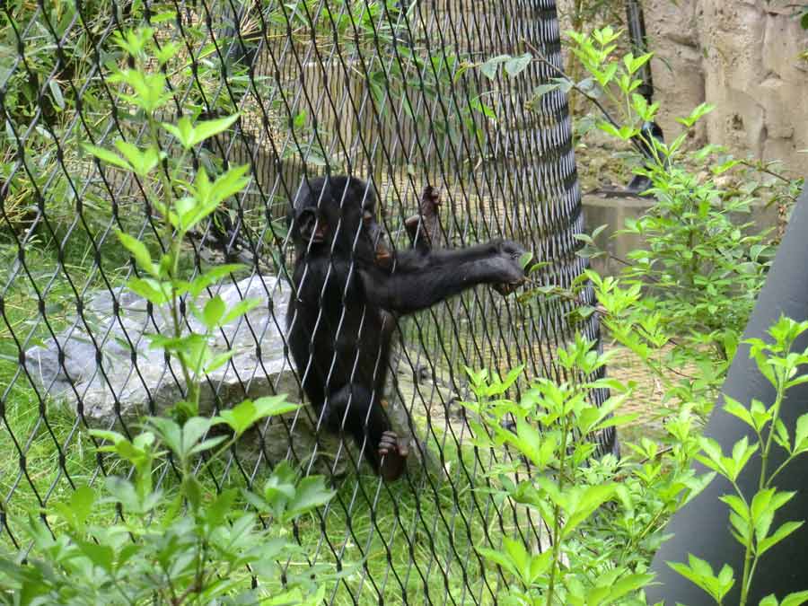 Bonobo im Zoo Wuppertal im Juli 2014